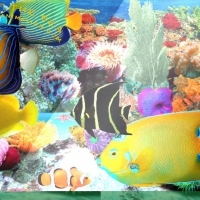 Angels of the Sea Aquarium