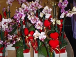 Orchids