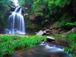 Forest waterfall