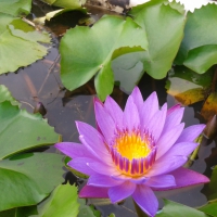 Purple lotus