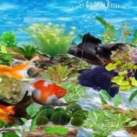 Fancy Goldfish Aquarium