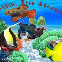 Mandarin Fish Aquarium