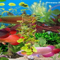 Arowana Deluxe Aquarium