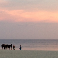Sunset, beach with horses, Mexico