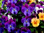 Beautiful Pansies!