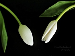 White Tulips