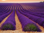Lavander field