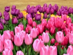 Field of colorful tulips