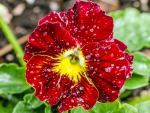 Wet Pansy!
