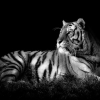 Tiger Black & White