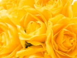 Yellow Roses!