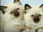 Himalayan kittens