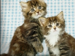 Kittens