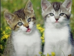 Kittens
