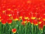Red tulips