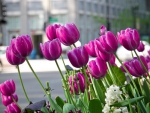 Flowerbed of tulips