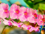 Pink Orchid