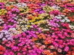 Feild of Flowers