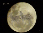 African Moon