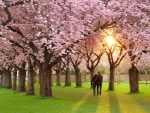 Romantic Spring Walk!