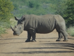 RHINO