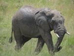 Elepahnt @ Pilandsberg