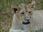 Lion Cub