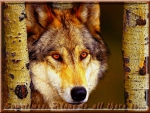 Iberian Wolf-4