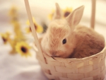 Cute Rabbit