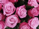 Pretty Pink Roses!