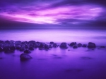 Purple Tranquility