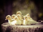 Cute Little Ducklings