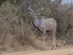 Kudu (M)