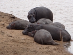 Hippo Pool