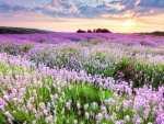 Lavender Field