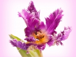 Parrot tulip for Kathy