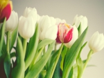 Bouquet of Tulips