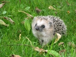 Sweet hedgehog