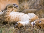 Baby lion