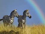 Zebras and rainbow