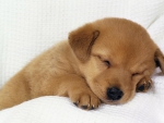 Sweet sleeping puppie