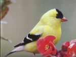 American goldfinch