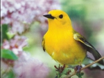 Prothonotary warbler