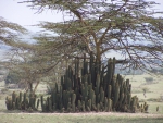 Naivasha