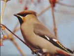 Bohemian waxwing