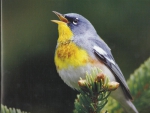 Nashville warbler