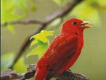  Summer tanager
