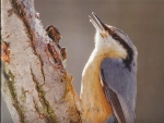 Red-breasted nuthatch