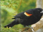 Red-winged blackbird