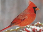 Cardinal
